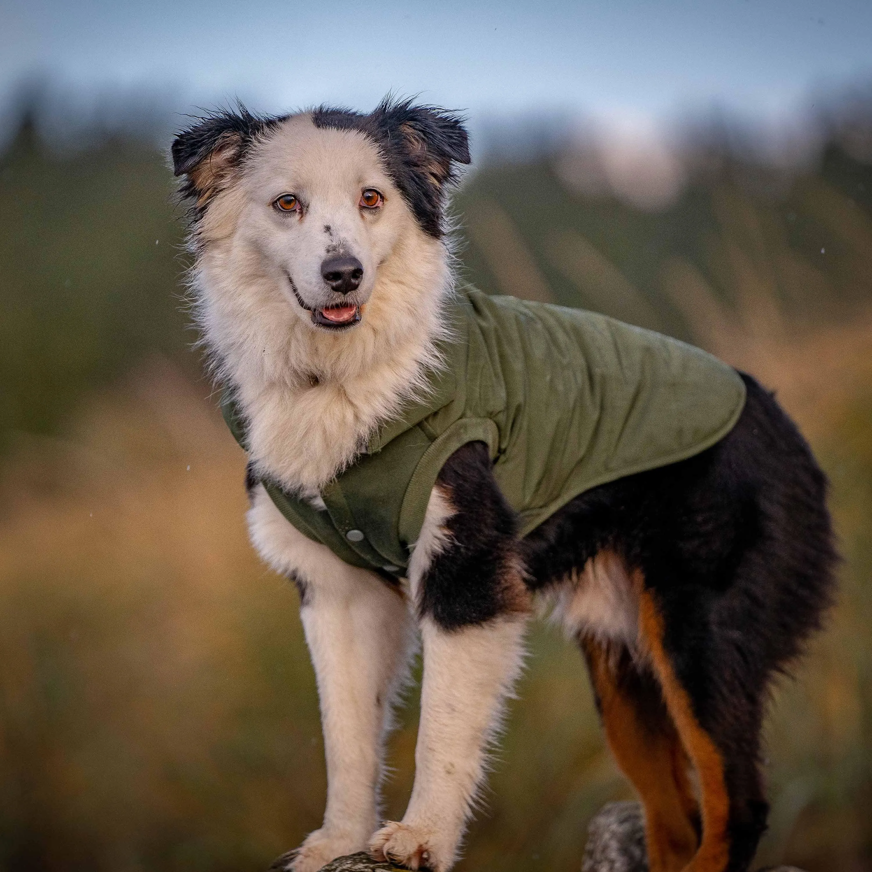 Windproof Waterproof Quilted Dog Puffer Jackets